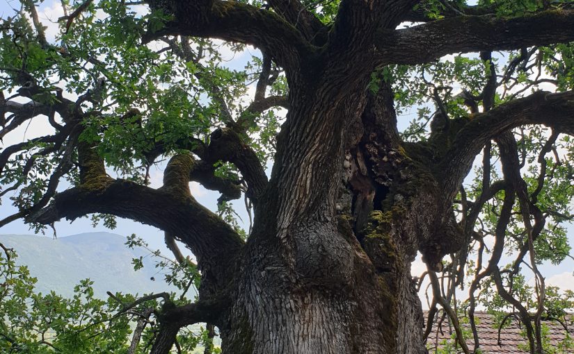 Hiljadugodišnji hrast Srbije